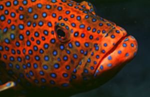 red sea- eilat aqatica 90 105mm lens . by Shmulik Blum 